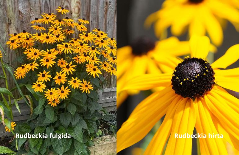 1rudbeckie