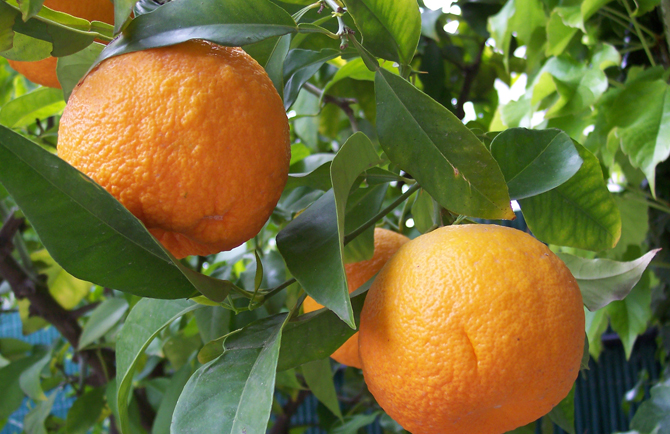 Citrus aurantium