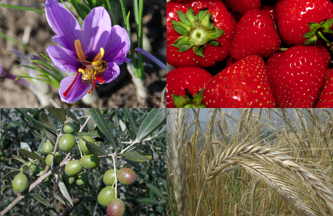 biodiversita, floraviva, agricoltura, alimentare