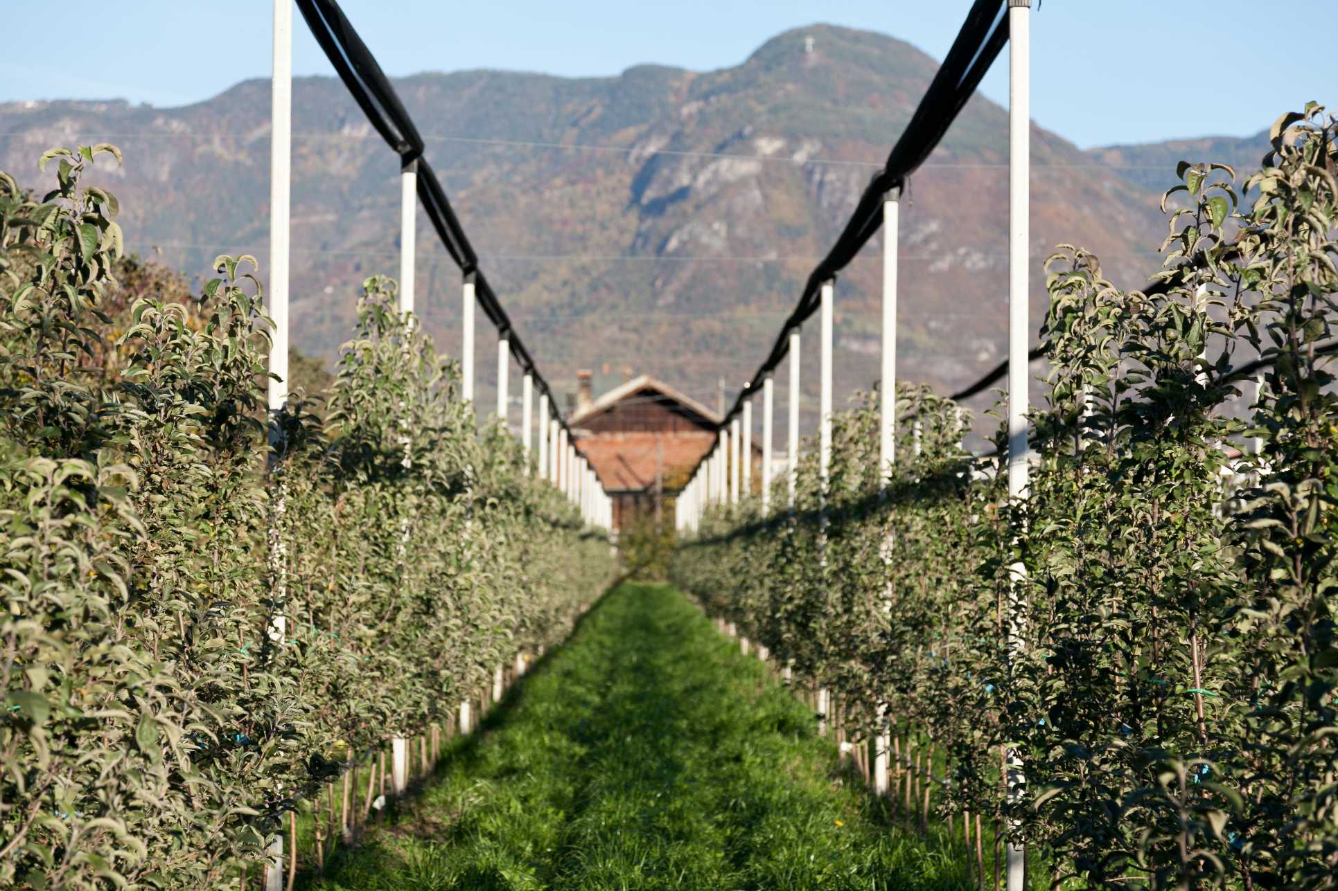 Risultati immagini per coltivazione intensiva mele
