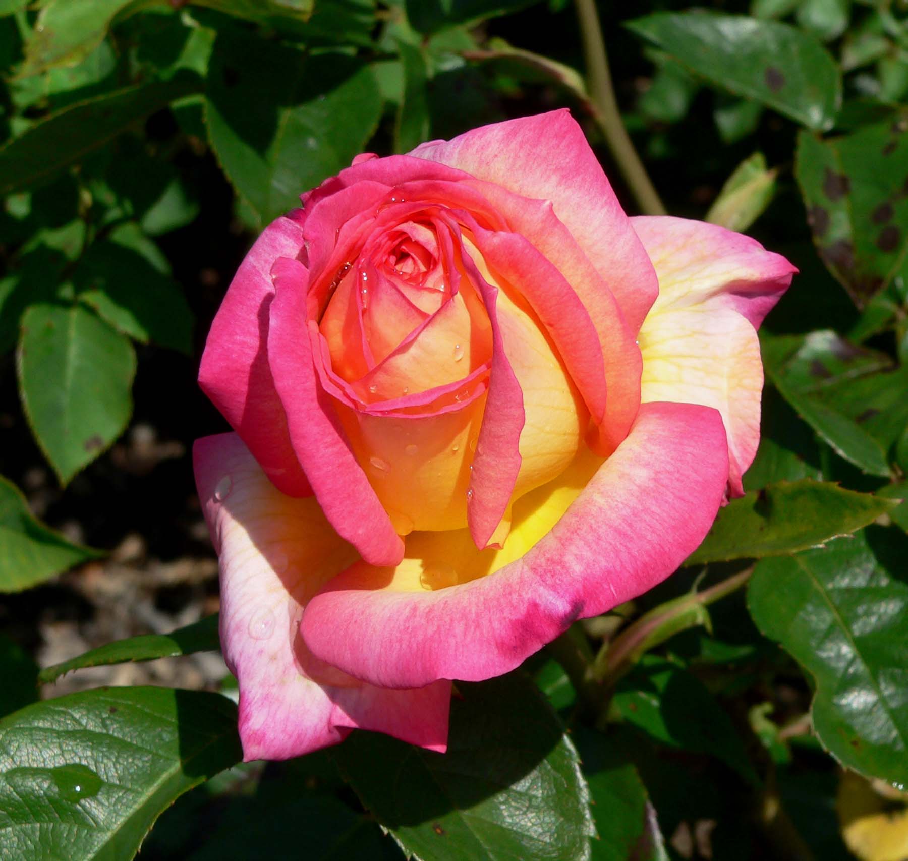 Quali nuove varietà di rose quest'anno? Floraviva
