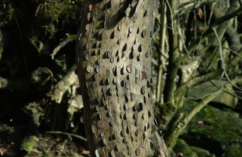 L’ALBERO DEI DESIDERI TRA MONETE E MEMORIA