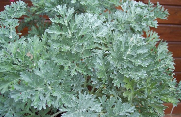 2artemisia