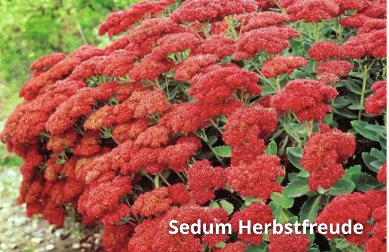 2sedum