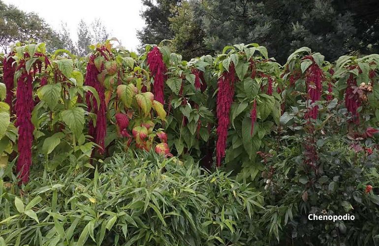 Pianta di chenopodio in piena fioritura, utile per ottenere pigmenti naturali in autunno.