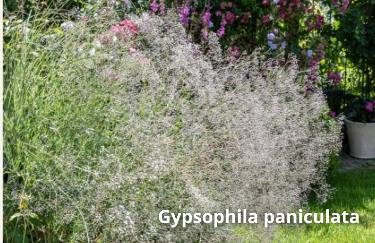 4gypsophila