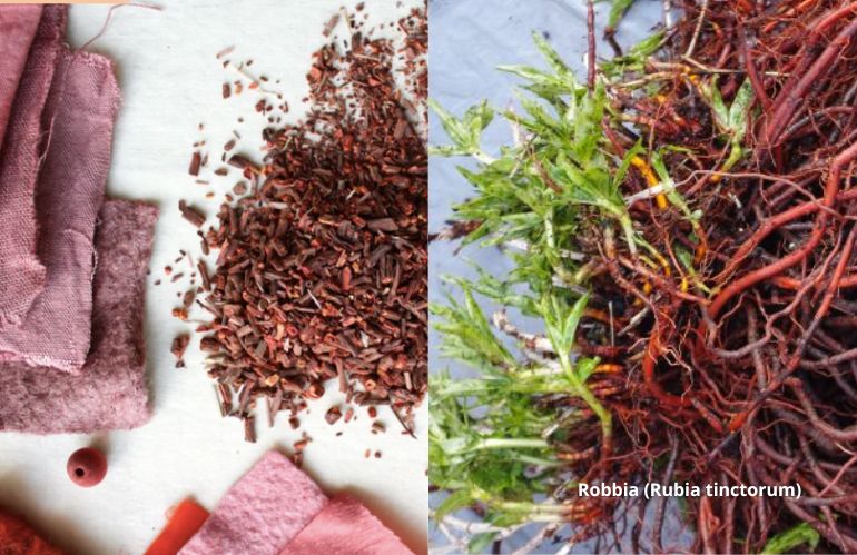 Radici e tessuti tinti di rosso con la robbia (Rubia tinctorum), pianta tintoria storica.