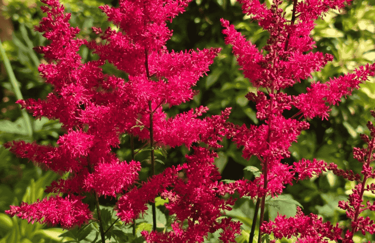 Astilbe arendsii Red Drumset