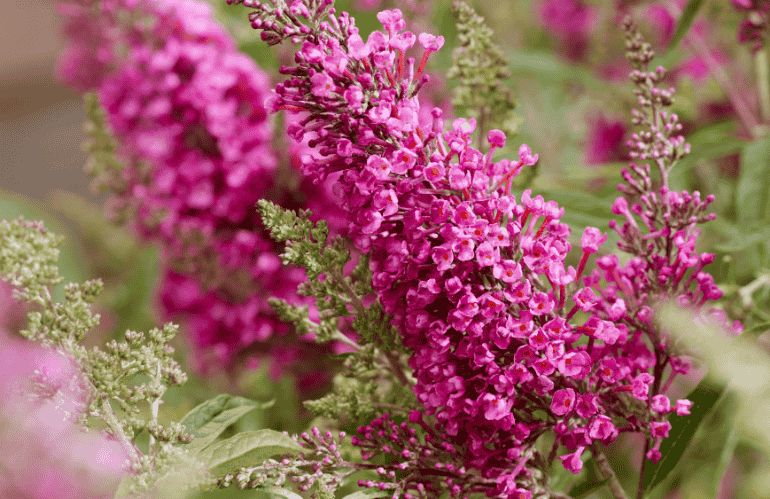 Buddleja davidii 