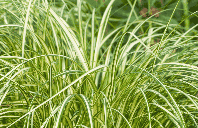 Carex Moon Falls