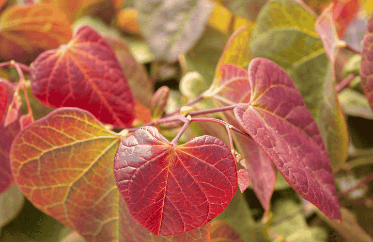 Cercis canadensis 