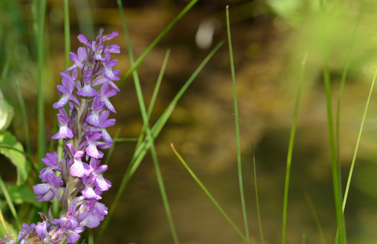 NEL 2025 È SCOMPARSA L’ORCHIDEA PALUSTRE PIÙ RARA D’ITALIA: LA DACTYLORHIZA ELATA