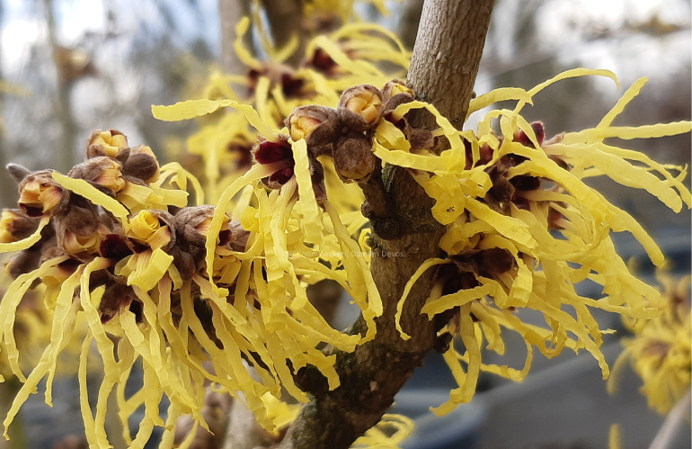 Foglie e portamento dell’Hamamelis: arbusto ornamentale rustico per giardini temperati