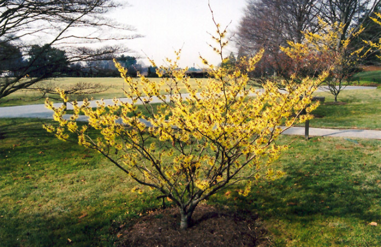 Varietà di Hamamelis: H. x intermedia, H. mollis, H. japonica e cultivar ornamentali