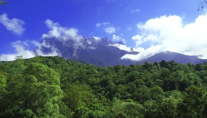 Foresta Monte Kinabalu copia