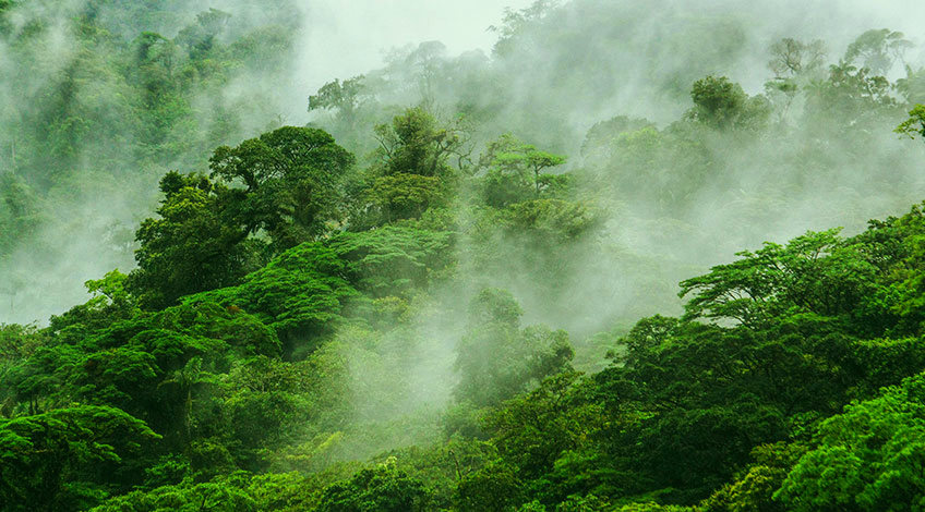 cr monteverde cloud forest 01