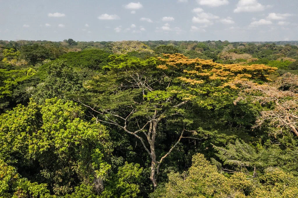 foresta congo 1 copia