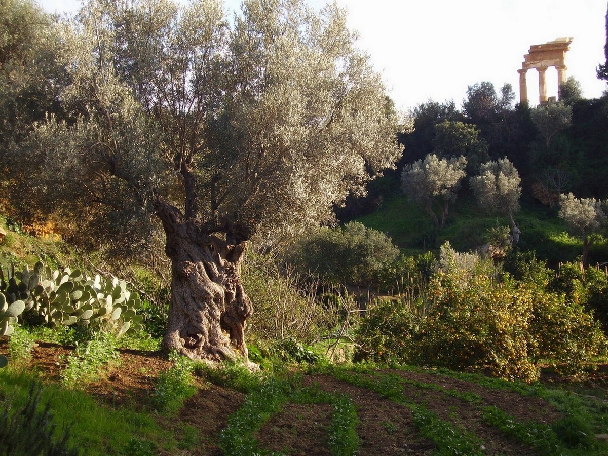 Giardino_della_Kolymbethra_Agrigento_Foto_Antonietta_Abissi_2007__FAI_-_Fondo_per_lAmbiente_Italiano.JPG