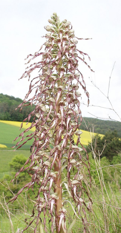 Himantoglossum adriaticum 1