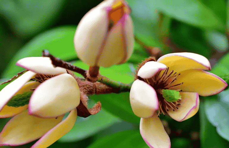 magnolia figo