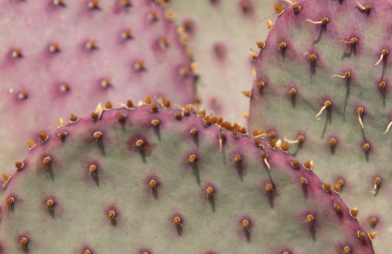 Opuntia santa rita 2