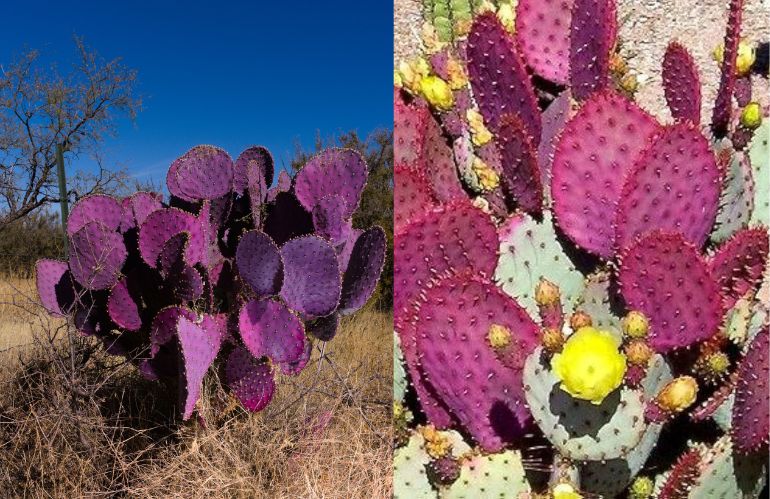 Opuntia santa rita 3