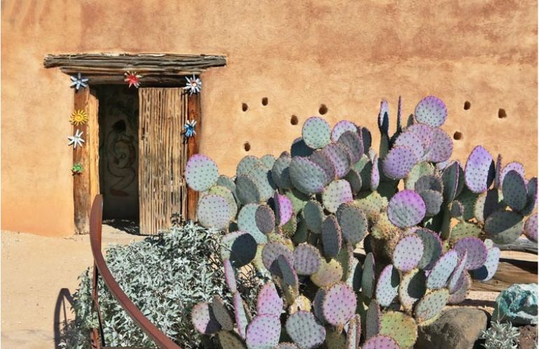 Opuntia santa rita 4