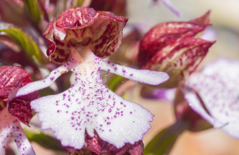 Orchis purpurea