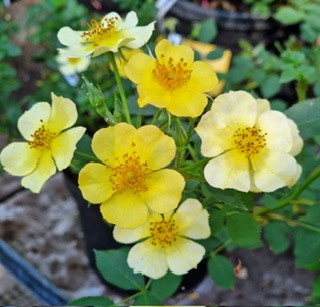 Rosa Visedabal PETIT SOLEIL 2