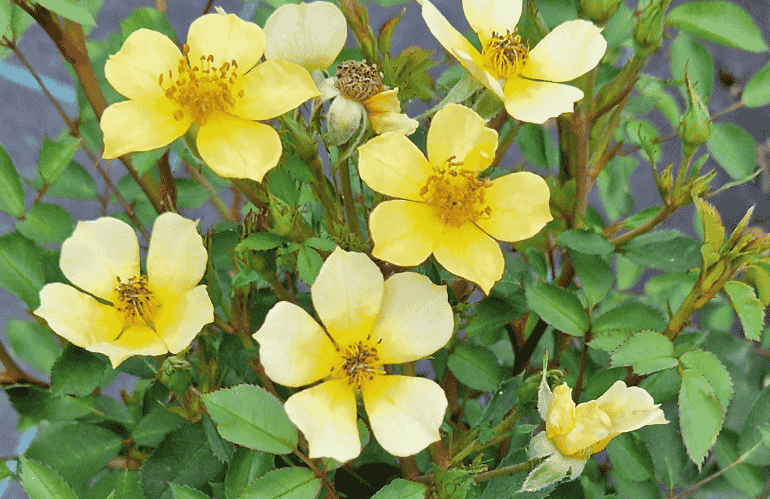 Rosa Visedabal PETIT SOLEIL2.jpg