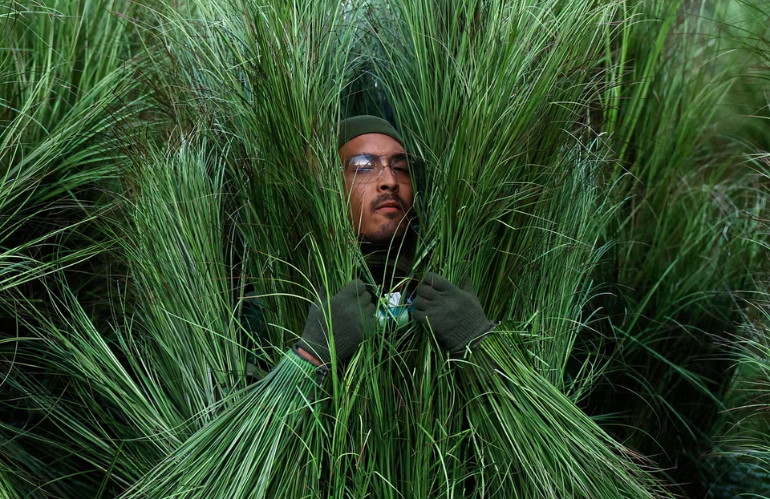 Stand di coco frio con vendita diretta di acqua di cocco durante lo show del Super Bowl 2026