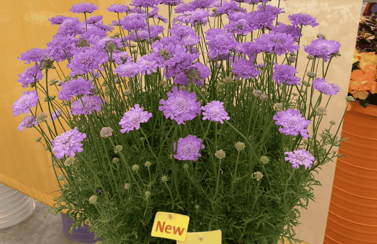 Scabiosa columbaria Lier 01 LAURIE.jpg