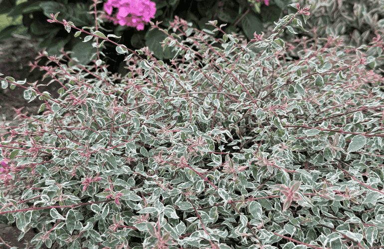 albelia 