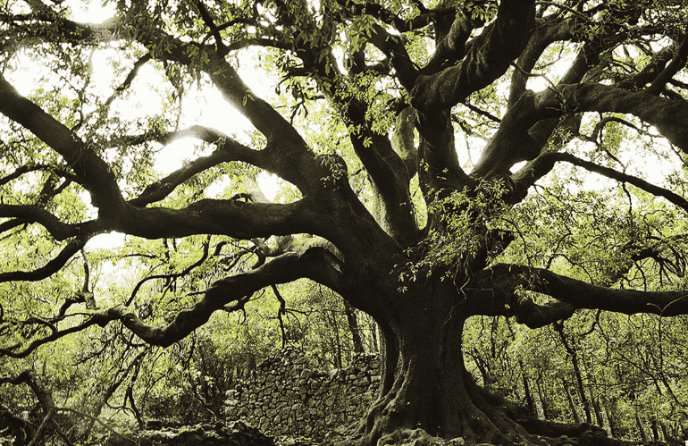 alberi monumentali