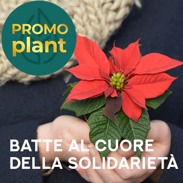 375x375 stella d'italia promoplant notizie