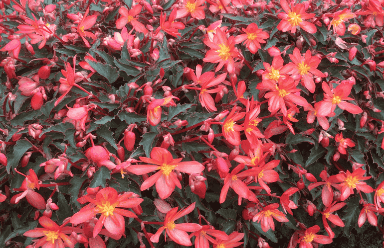 begonia