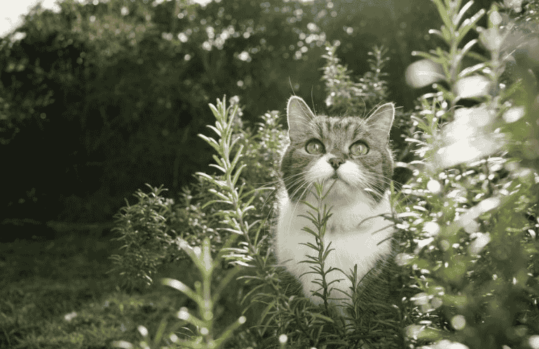 cat 2