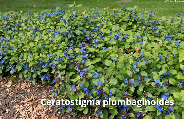 ceratostigma
