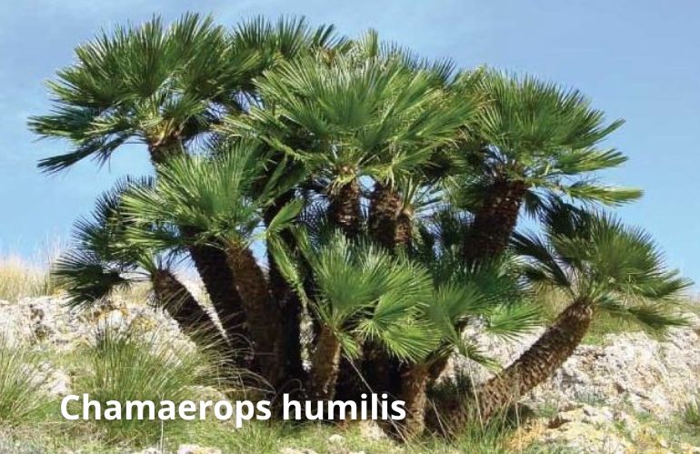 chamaerops