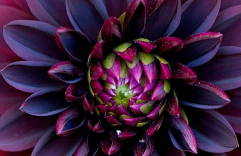 dalia nera