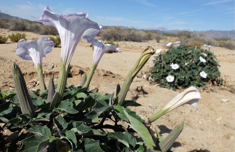 UNA PIANTA PER VIAGGIARE OLTRE: IL DATURA DELLA PINWHEEL CAVE