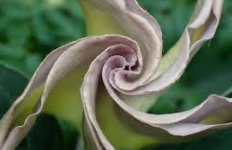 datura 2