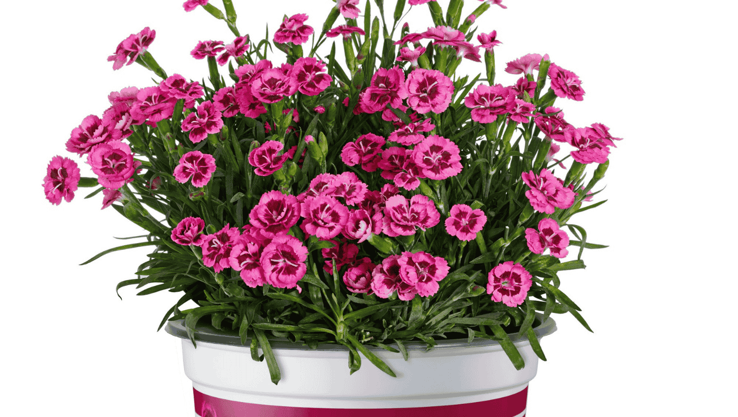 dianthus vaso