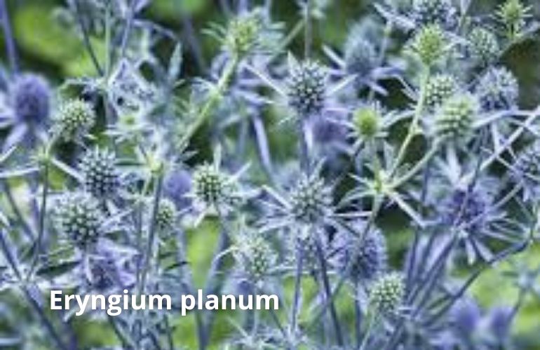 eryngium