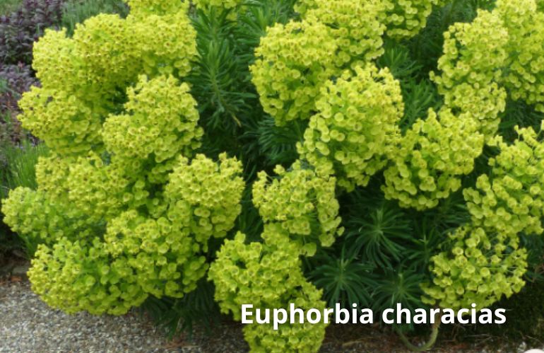 euphrbia