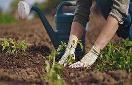 piano di azione nazionale per la produzione biologica - agricoltura bio