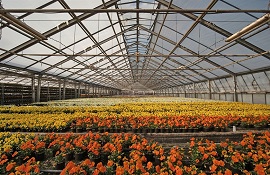 export floricolo olandese 
