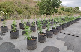 Cannabis sativa ‘Tiborszallasi’ 