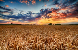 contratti di filiera nell'agroalimentare - 5° bando