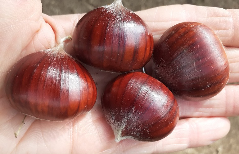 A Macfrut la filiera del castagno - Campania leader in castanicoltura